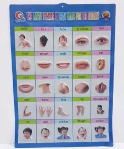 สื่อการสอน ร่างกาย ทึบ
